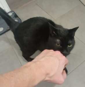 Balade avec Roxie et Hubert