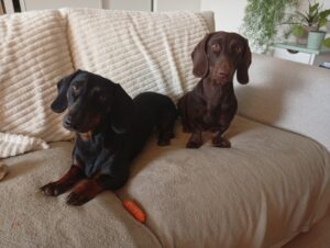 garde de chiens à domicile