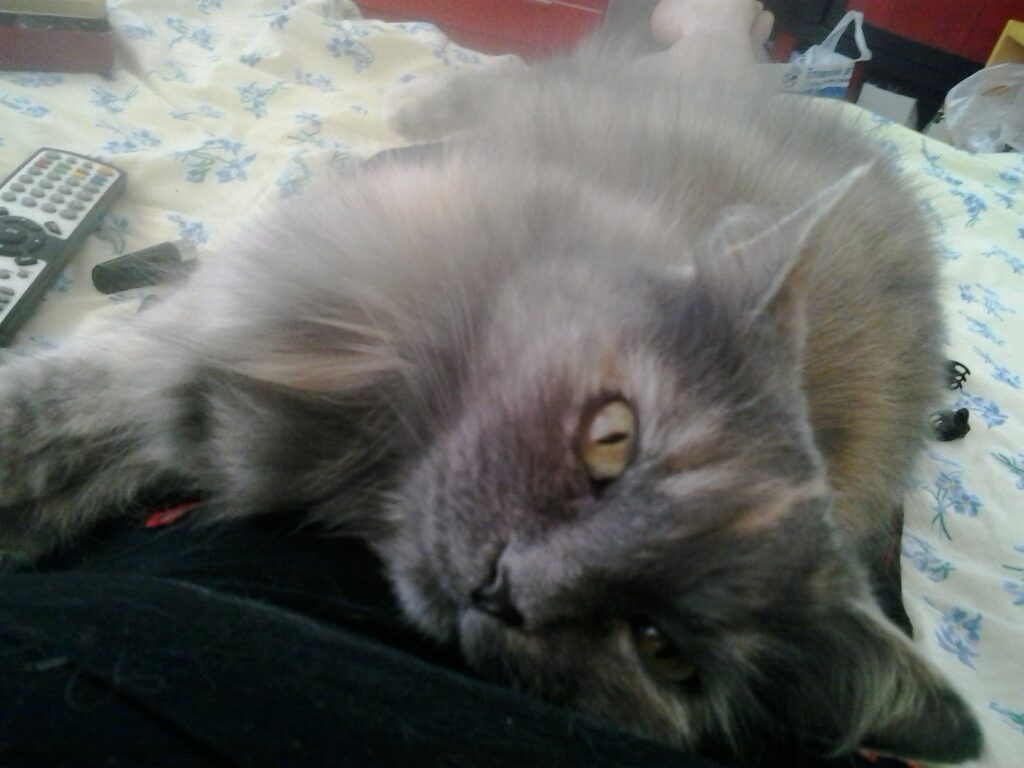 service de cat-sitting à domicile : visite et câlins pour un chat gris à la Salvetat st Gilles