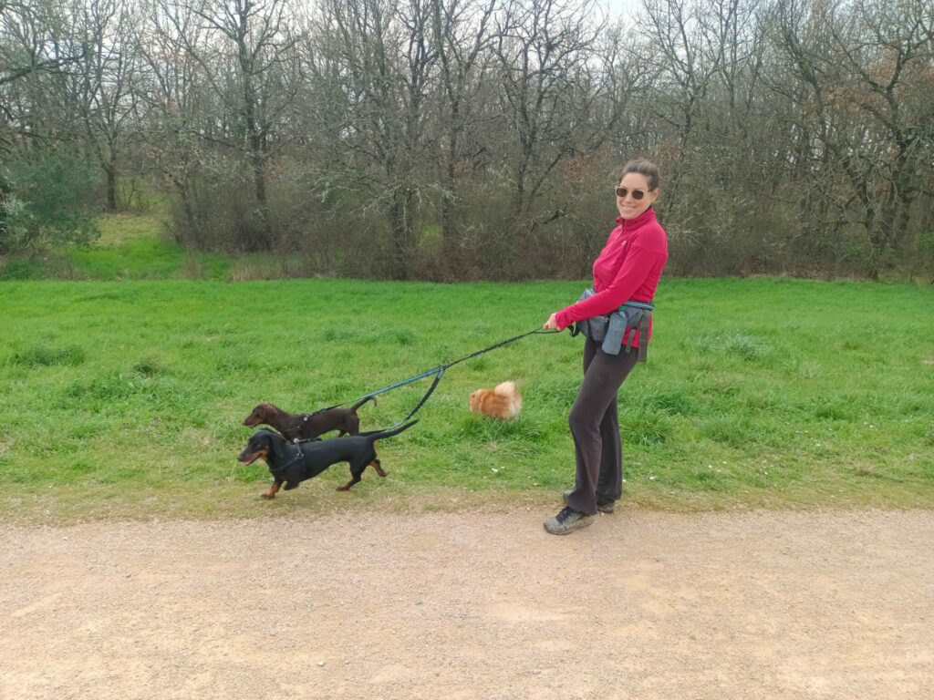 promenade canine collective à la Salvetat st Gilles, service de balade pour deux teckels et un spitz